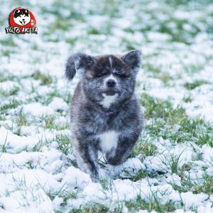 DSC 0721 kopia (Copy)